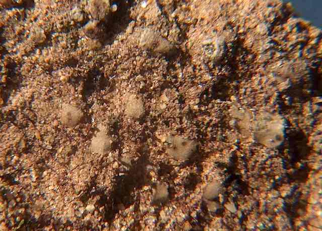 Epatica da determinare